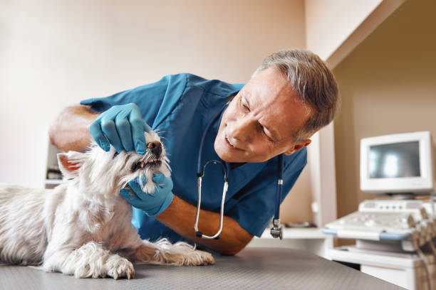 Best Emergency Treatment for Dental Infections or Abscesses in Centerfield, UT